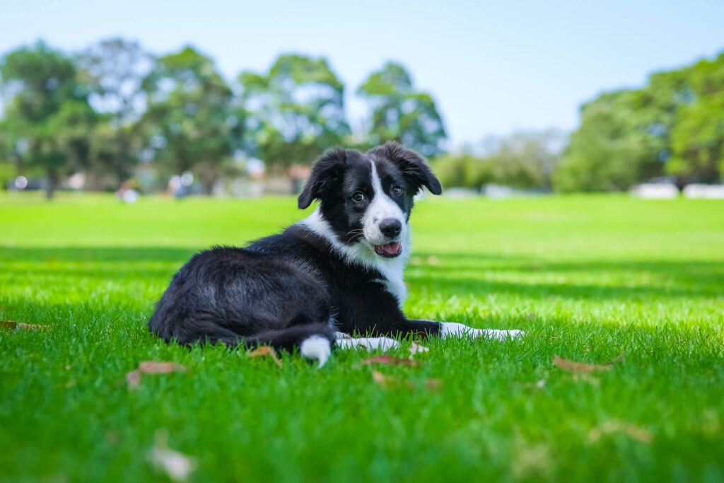 border collie dog breed