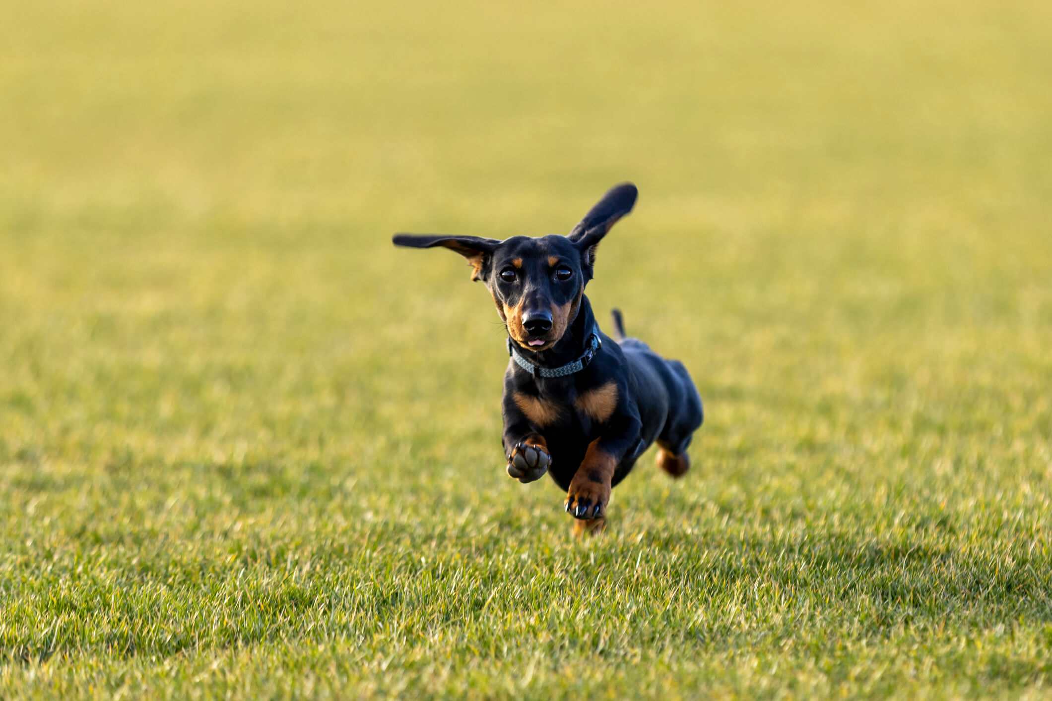dachshund dog breed
