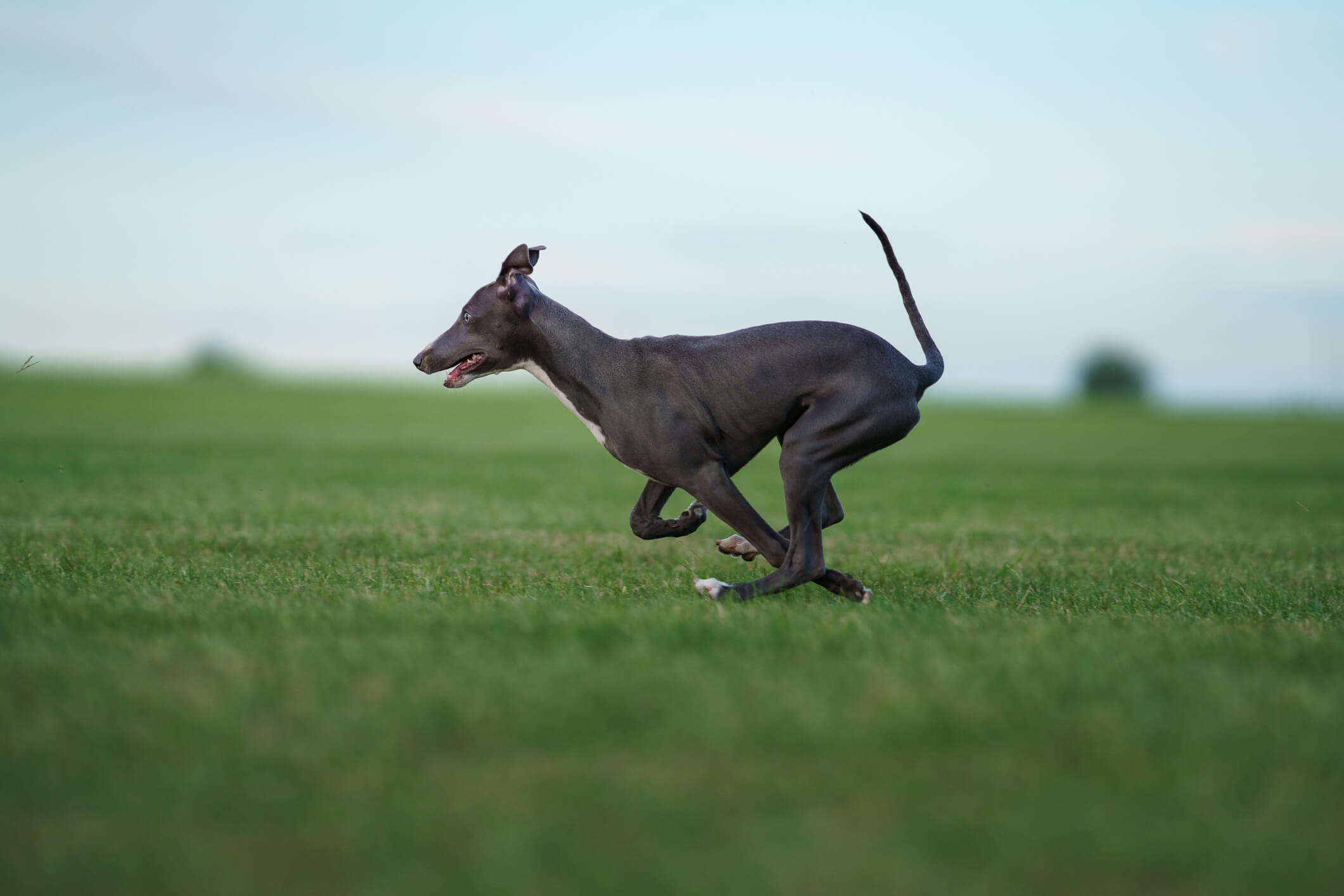 greyhound dog breed